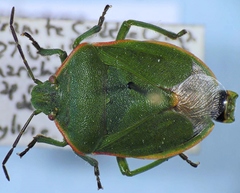Chlorochroa persimilis