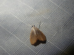 Glaphyria peremptalis