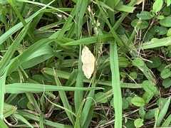 Hemeroplanis scopulepes