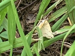 Hemeroplanis scopulepes