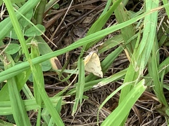 Hemeroplanis scopulepes