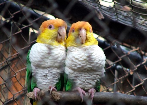 White-bellied Parrot (Green-thighed)