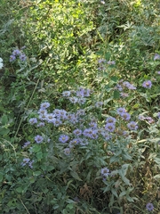 Erigeron subtrinervis