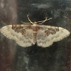 Idaea rusticata