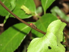 Luciola tuberculata