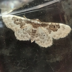 Idaea rusticata