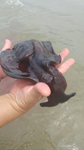 Aplysia morio