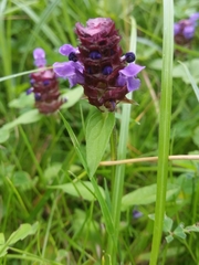 Prunella vulgaris