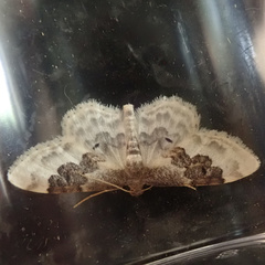 Idaea rusticata