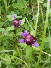 Prunella vulgaris