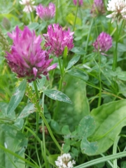 Trifolium pratense