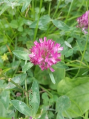 Trifolium pratense