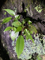 Pilea plataniflora