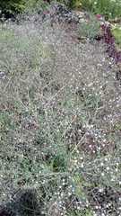 Gypsophila paniculata