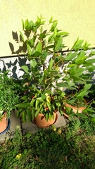 Erythrina crista-galli