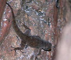 Ptyodactylus togoensis
