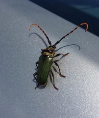 Retrachydes thoracicus