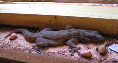 Ptyodactylus togoensis