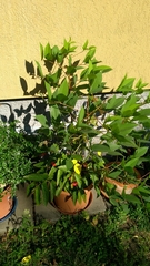 Erythrina crista-galli