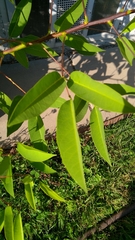 Erythrina crista-galli