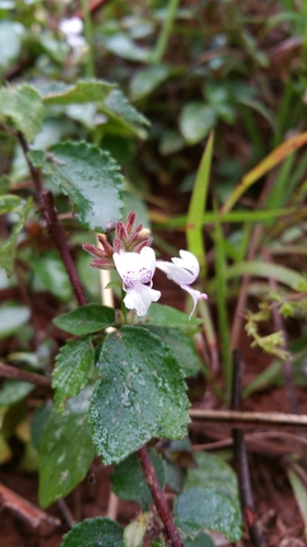 Hypoestes elliotii image