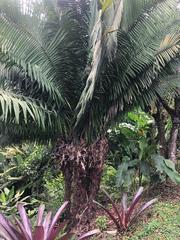 Phytelephas seemannii