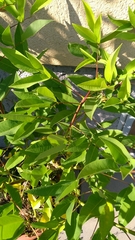 Erythrina crista-galli