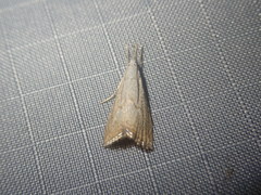 Haimbachia placidellus