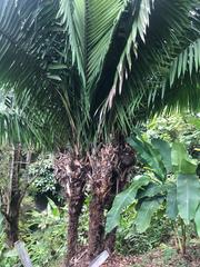 Phytelephas seemannii