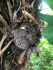 Phytelephas seemannii