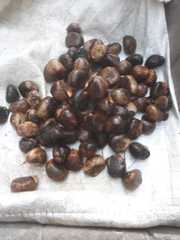 Phytelephas seemannii