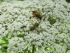 Typocerus