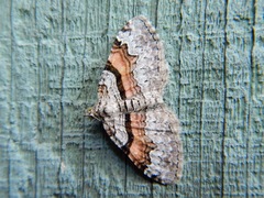 Xanthorhoe packardata