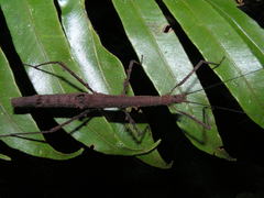 Lobolibethra