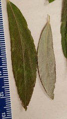 Salix petiolaris