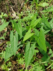 Jarilla heterophylla