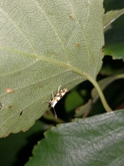 Argyresthia brockeella