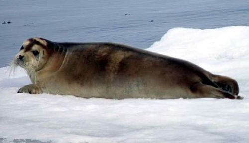 Bearded Seal