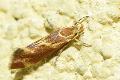 Metalampra