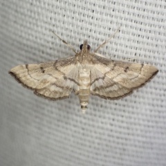 Marasmia cochrusalis