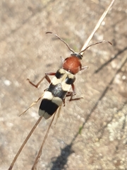 Chlorophorus trifasciatus