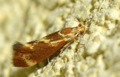 Metalampra