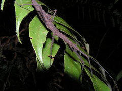 Lobolibethra