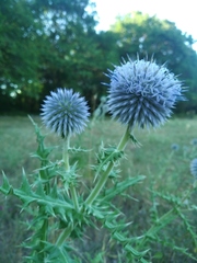 Echinops armatus