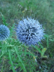 Echinops armatus