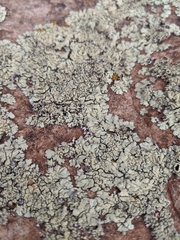 Xanthoparmelia plittii