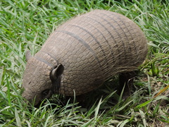 Euphractus sexcinctus