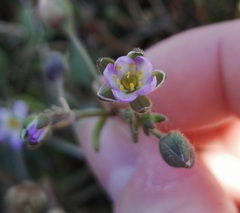 Spergula
