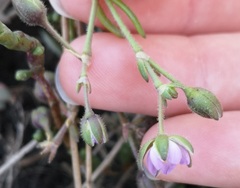 Spergula