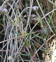 Spergula